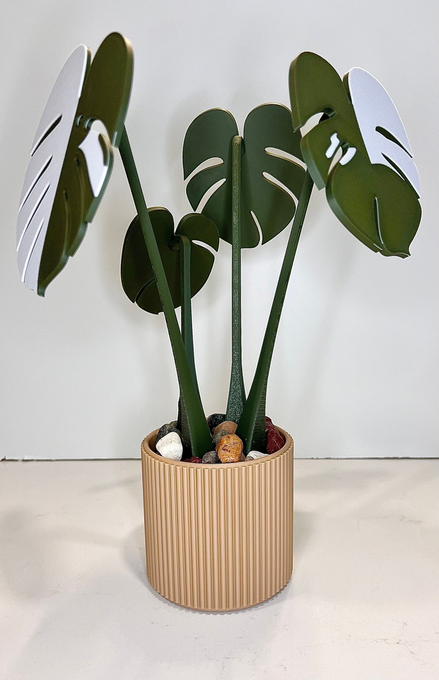 Monstera Coaster Plant with Custom Pot