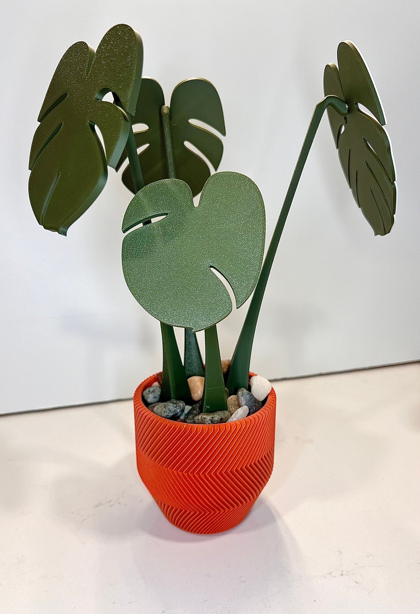 Monstera Coaster Plant with Custom Pot