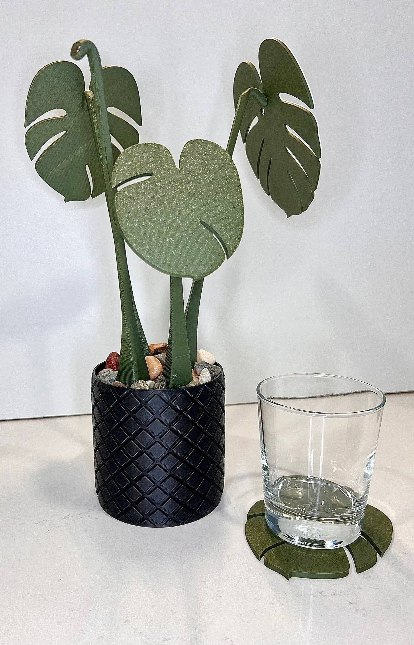 Monstera Coaster Plant with Custom Pot